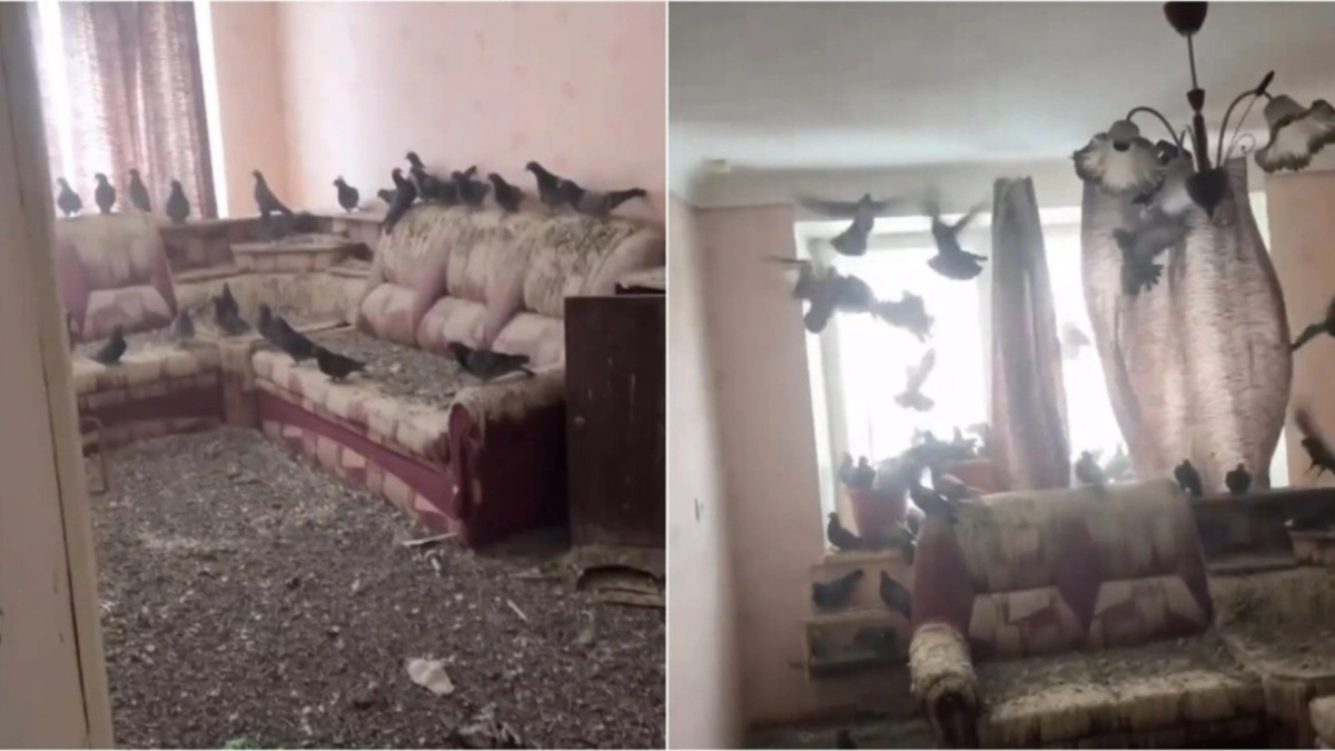 Γύρισε σπίτι μετά από 3 χρόνια και βρήκε στρατό από… περιστέρια – Είχε αφήσει ανοιχτό το παράθυρο (βίντεο)