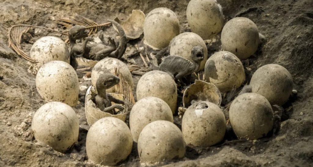 Γαλλία: Oμάδα αρχαιολόγων ανακάλυψε κατά λάθος εκατοντάδες αυγά δεινοσαύρων σε αρχαίο χώρο
