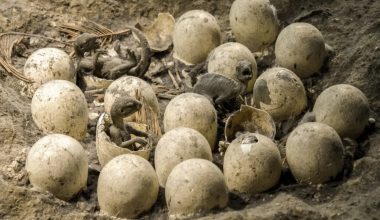 Γαλλία: Oμάδα αρχαιολόγων ανακάλυψε κατά λάθος εκατοντάδες αυγά δεινοσαύρων σε αρχαίο χώρο