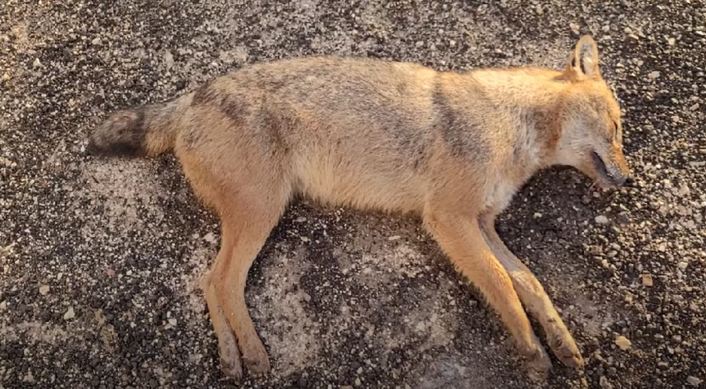 Ορεινή Ελλάδα: Εκνευρισμός με τα δηλητηριασμένα ζώα ως δολώματα – Οι κυνηγοί προσφέρουν αμοιβή για τους δράστες