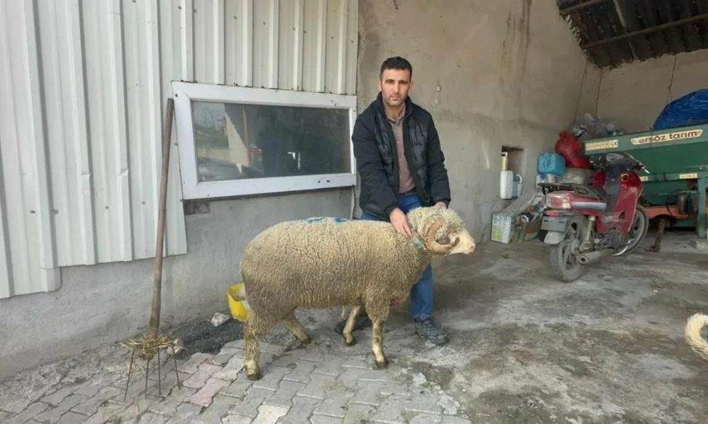 Toυρκία: Πολυζήτητο κριάρι πουλήθηκε σε δημοπρασία πάνω από 20.000 ευρώ – Ο λόγος