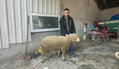 Toυρκία: Πολυζήτητο κριάρι πουλήθηκε σε δημοπρασία πάνω από 20.000 ευρώ – Ο λόγος