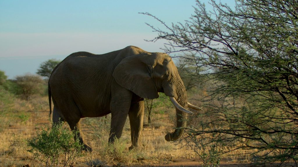 Τα πιο παράξενα ένστικτα των ζώων: Συμπεριφορές που οι επιστήμονες προσπαθούν ακόμη να εξηγήσουν