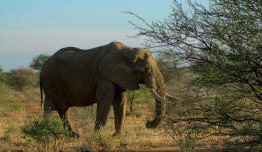 Τα πιο παράξενα ένστικτα των ζώων: Συμπεριφορές που οι επιστήμονες προσπαθούν ακόμη να εξηγήσουν