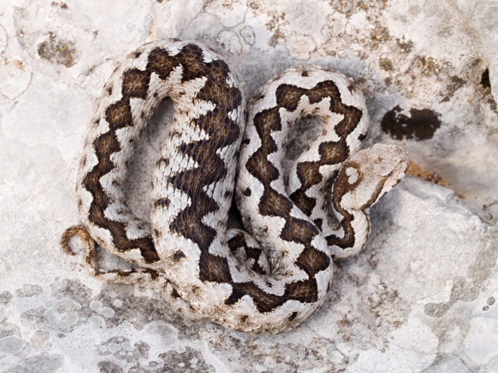 Τα σημάδια που θα σας βοηθήσουν να καταλάβετε ποιο φίδι είναι… στα αλήθεια οχιά