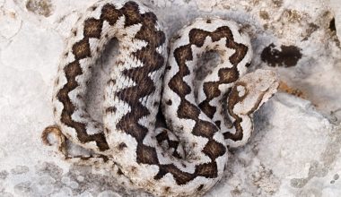 Τα σημάδια που θα σας βοηθήσουν να καταλάβετε ποιο φίδι είναι… στα αλήθεια οχιά