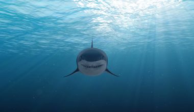 Ζώα που δεν κοιμούνται ποτέ: Τα πλάσματα που ξεκουράζουν τον εγκέφαλο χωρίς να κοιμούνται όπως ο άνθρωπος