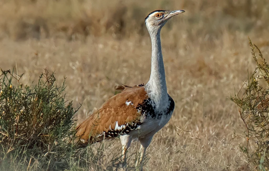 Ινδία: 50 άνδρες φυλάνε τη φωλιά του σπανιότερου πουλιού στον κόσμο