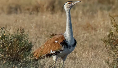 Ινδία: 50 άνδρες φυλάνε τη φωλιά του σπανιότερου πουλιού στον κόσμο