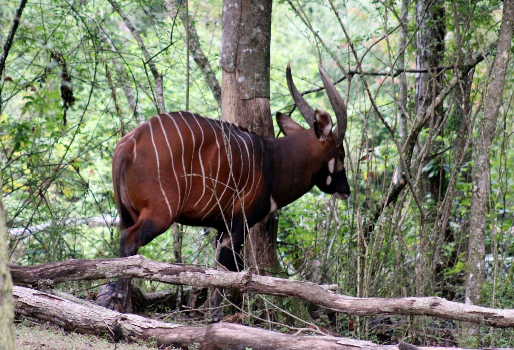 Aσυνείδητος σκότωσε σπάνιο είδος αντιλόπης σε ζωολογικό κήπο της Αυστρίας