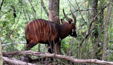 Aσυνείδητος σκότωσε σπάνιο είδος αντιλόπης σε ζωολογικό κήπο της Αυστρίας