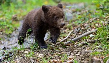 Σκοτώθηκε αρκουδάκι στην Κοζάνη: Παρασύρθηκε από διερχόμενο όχημα (φώτο)