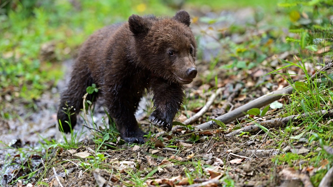 Σκοτώθηκε αρκουδάκι στην Κοζάνη: Παρασύρθηκε από διερχόμενο όχημα (φώτο)