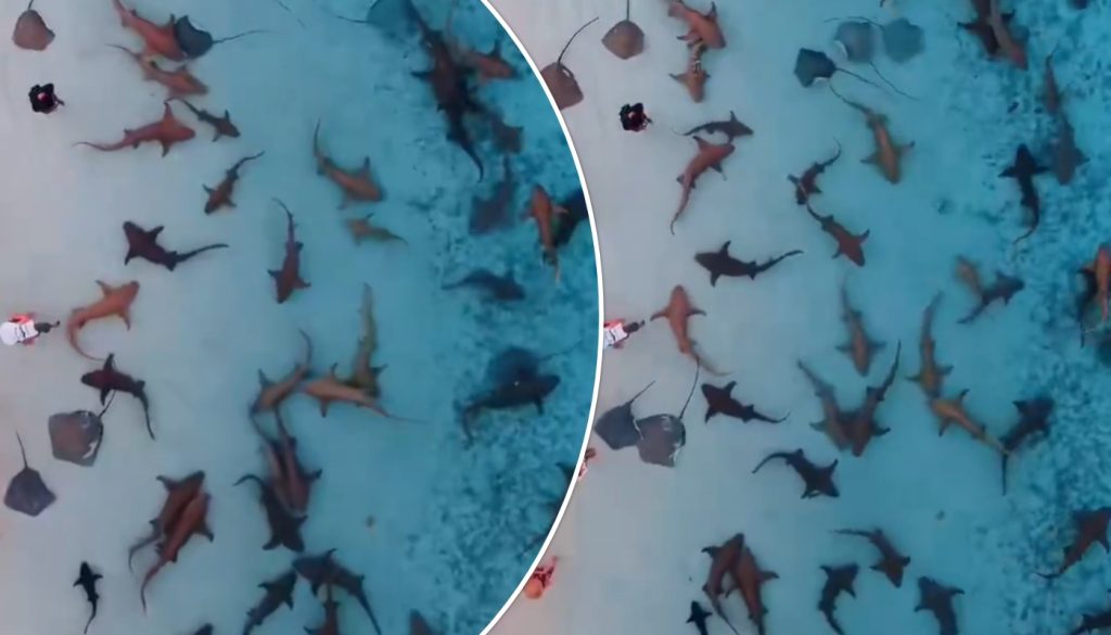 Εντυπωσιακό βίντεο: Καρχαρίες και σαλάχια κολυμπούν σε ρηχά νερά στις Μαλδίβες μια «ανάσα» από τους επισκέπτες