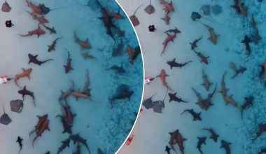Εντυπωσιακό βίντεο: Καρχαρίες και σαλάχια κολυμπούν σε ρηχά νερά στις Μαλδίβες μια «ανάσα» από τους επισκέπτες