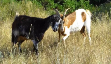 Κατσίκια και κότες εκτρέφονταν σε ταράτσα πολυκατοικίας στους Αμπελόκηπους!