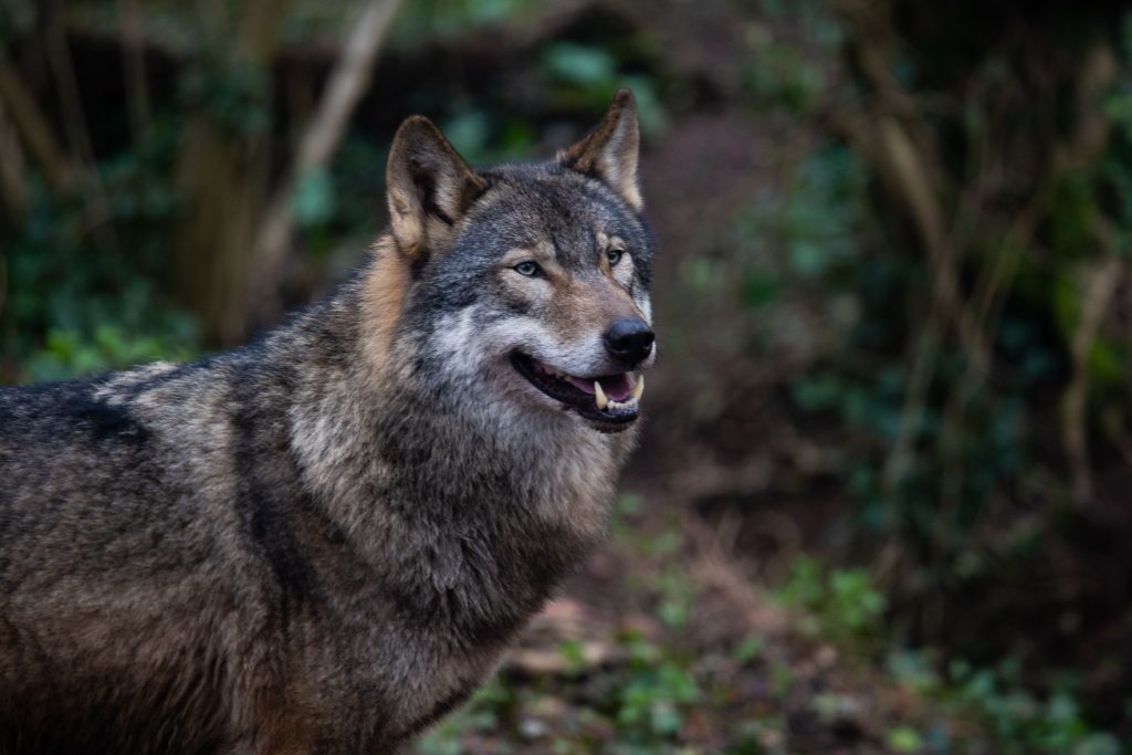 Αυξάνεται η παρουσία των λύκων στο Αμβούργο: Γυναίκα δέχθηκε επίθεση ενώ προσπαθούσε να βοηθήσει ένα ζώο