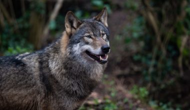 Αυξάνεται η παρουσία των λύκων στο Αμβούργο: Γυναίκα δέχθηκε επίθεση ενώ προσπαθούσε να βοηθήσει ένα ζώο