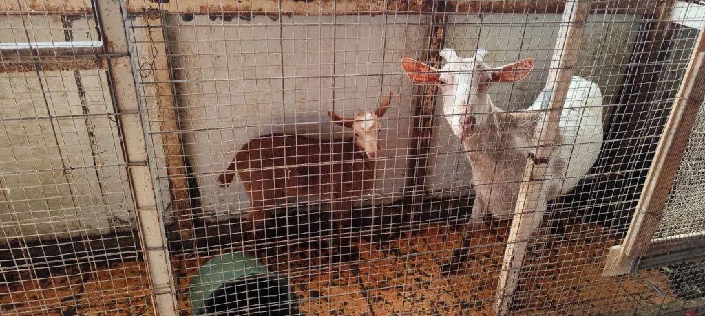 Αμπελόκηποι: CEO γνωστής εταιρείας είχε τα κατσίκια και τις κότες σε ταράτσα 16ου ορόφου (βίντεο)