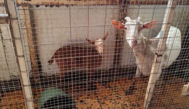 Αμπελόκηποι: CEO γνωστής εταιρείας είχε τα κατσίκια και τις κότες σε ταράτσα 16ου ορόφου (βίντεο)