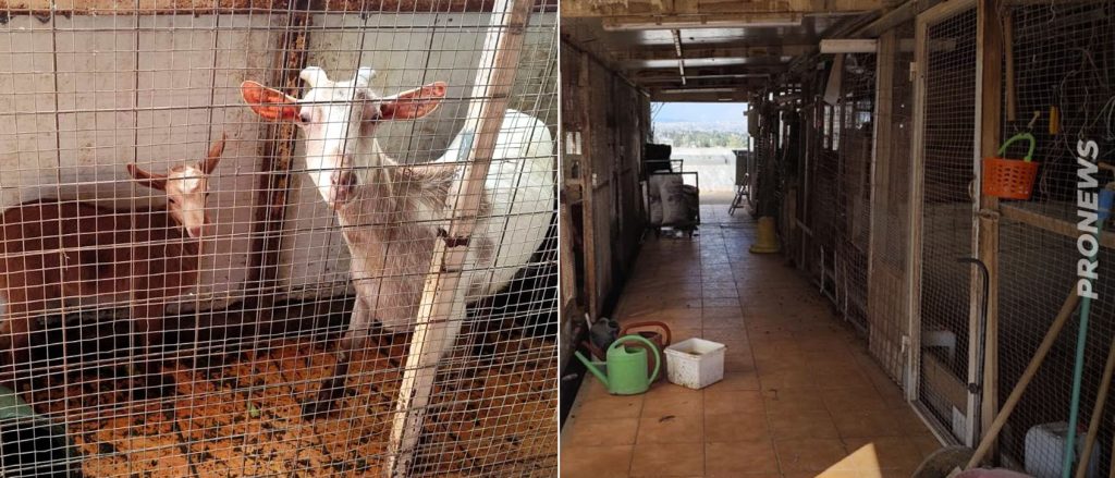 Αμπελόκηποι: CEO γνωστής εταιρείας είχε τα κατσίκια και τις κότες σε ταράτσα 16ου ορόφου (βίντεο)