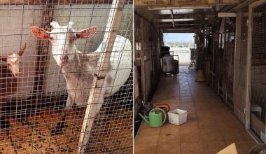 Αμπελόκηποι: CEO γνωστής εταιρείας είχε τα κατσίκια και τις κότες σε ταράτσα 16ου ορόφου (βίντεο)