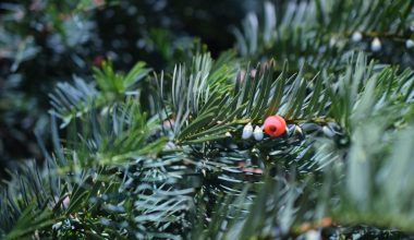 Αυτό είναι το σπάνιο ελληνικό δέντρο αναμένεται να παίξει σημαντικό ρόλο στην αντιμετώπιση του καρκίνου