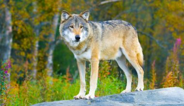 Γερμανία: Λύκος δάγκωσε γυναίκα στο πρόσωπο σε κεντρικό εμπορικό δρόμο του Αμβούργου