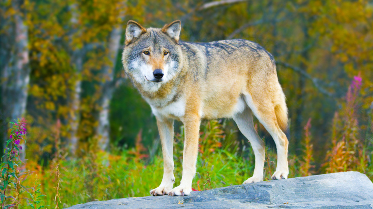 Γερμανία: Λύκος δάγκωσε γυναίκα στο πρόσωπο σε κεντρικό εμπορικό δρόμο του Αμβούργου