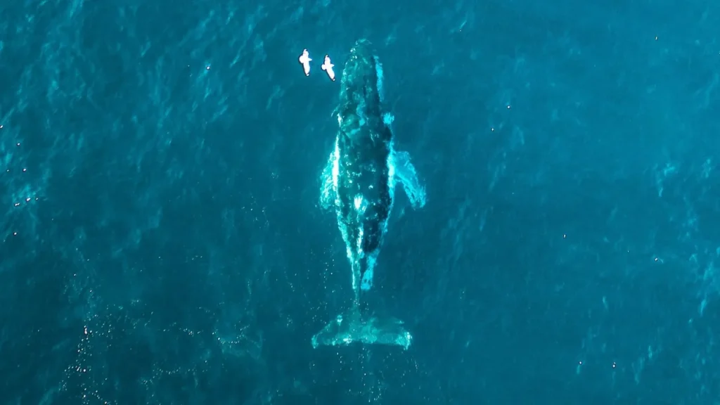 Τέλος στην επιχείρηση διάσωσης της φάλαινας «Τίμι» που ξεβράστηκε στην Βαλτική (βίντεο)