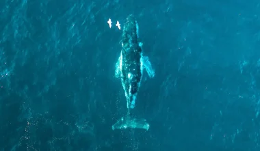 Τέλος στην επιχείρηση διάσωσης της φάλαινας «Τίμι» που ξεβράστηκε στην Βαλτική (βίντεο)