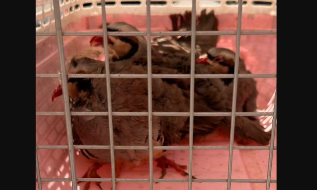 Αμπελόκηποι: Τι ισχυρίζεται ο εκπρόσωπος του άνδρα που κατηγορείται για παράνομη εκτροφή ζώων