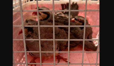 Αμπελόκηποι: Τι ισχυρίζεται ο εκπρόσωπος του άνδρα που κατηγορείται για παράνομη εκτροφή ζώων