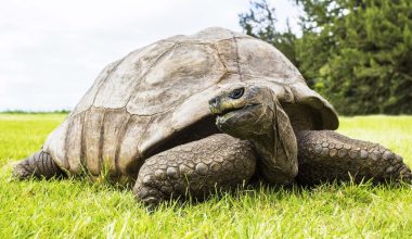 Τζόναθαν: Η γηραιότερη χελώνα στον κόσμο βρέθηκε στο επίκεντρο απάτης με… κρυπτονομίσματα!