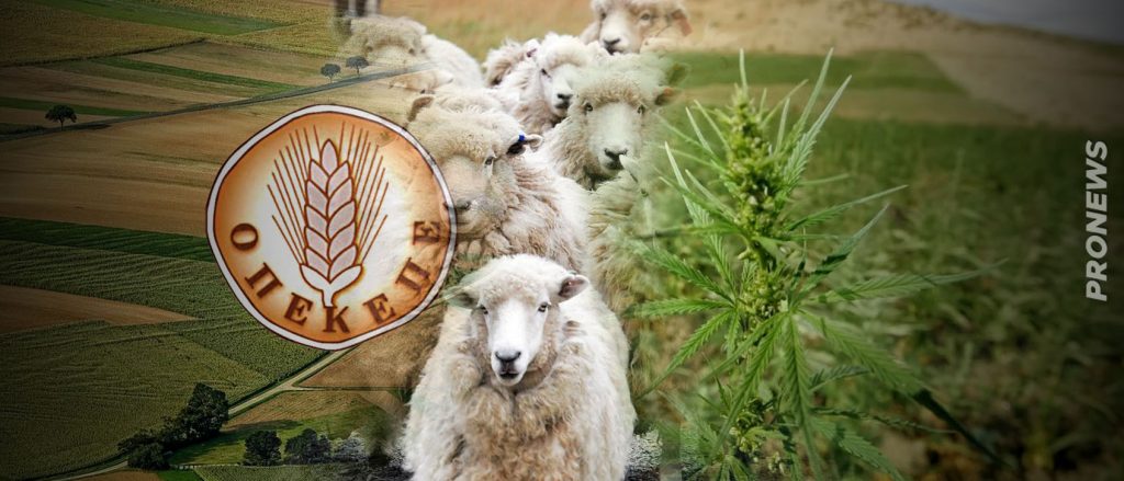 Πρωτοφανές: Δηλωμένα πρόβατα στον ΟΠΕΚΕΠΕ έφαγαν… μισό λιβάδι χασίς σε φυτεία της Θεσσαλίας!