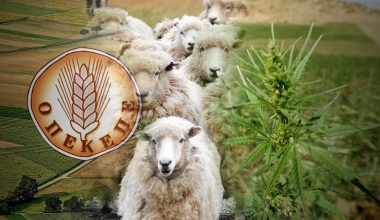 Πρωτοφανές: Δηλωμένα πρόβατα στον ΟΠΕΚΕΠΕ έφαγαν… μισό λιβάδι χασίς σε φυτεία της Θεσσαλίας!