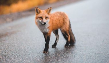 Βίντεο: Αλεπού «κόβει βόλτες» στη Νέα Ερυθραία… σαν να μην την απασχολεί τίποτα γύρω της!