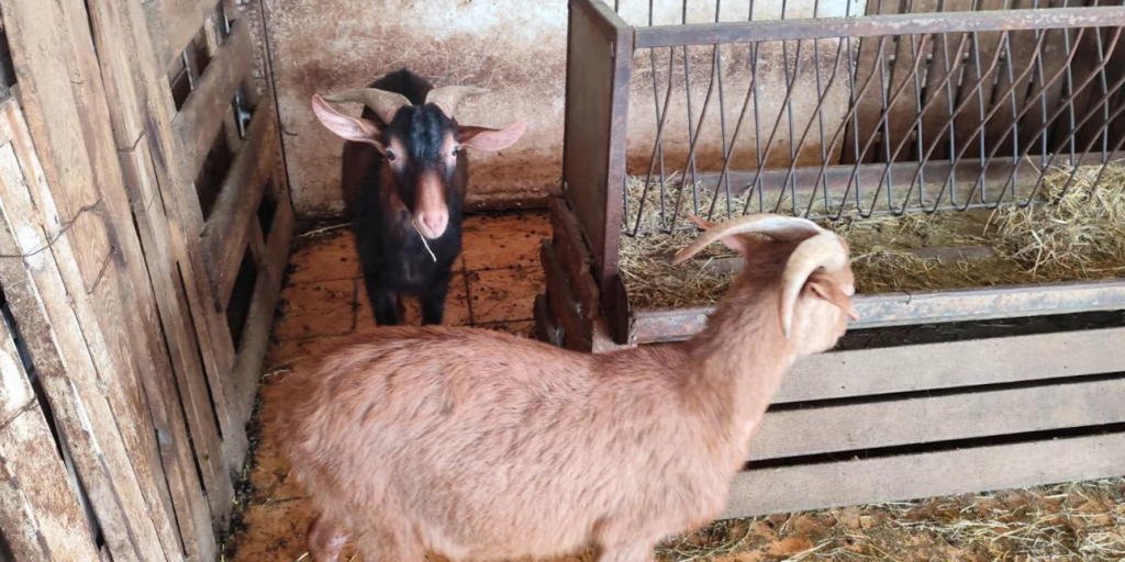 ΕΦΕΤ για το παράνομο μαντρί στους Αμπελοκήπους: «Δεν έχουμε καμία εμπλοκή»