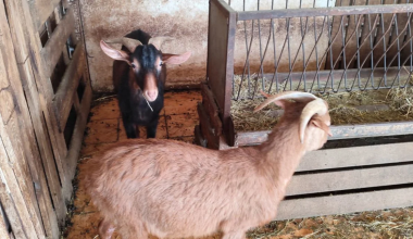 ΕΦΕΤ για το παράνομο μαντρί στους Αμπελοκήπους: «Δεν έχουμε καμία εμπλοκή»