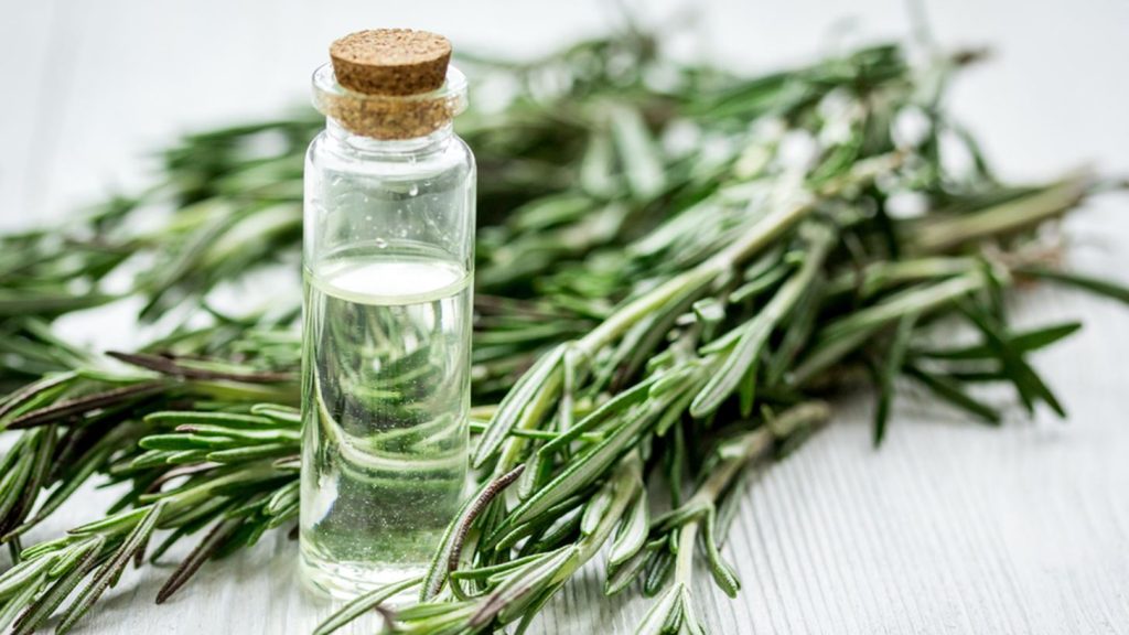 Γιατί πρέπει να βάζουμε έλαιο δεντρολίβανου στα μαλλιά μας; – Ποια τα οφέλη