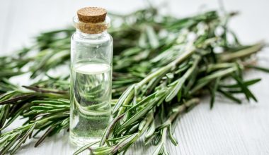 Γιατί πρέπει να βάζουμε έλαιο δεντρολίβανου στα μαλλιά μας; – Ποια τα οφέλη