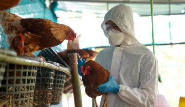 Έφτασε στην Ευρώπη ο Η9Ν2: Καταγράφηκε στην Ιταλία το πρώτο κρούσμα γρίπης των πτηνών σε άνθρωπο