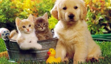 Βραζιλία: «Τέλος» οι διαμάχες για τα κατοικίδια μετά το διαζύγιο – Εγκρίθηκε νομοσχέδιο για κοινή κηδεμονία