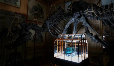 Άμστερνταμ: Βγαίνει σε δημοπρασία τσάντα φτιαγμένη από δέρμα Τυραννόσαυρου Ρεξ (φώτο) – Κι όμως… γίνεται