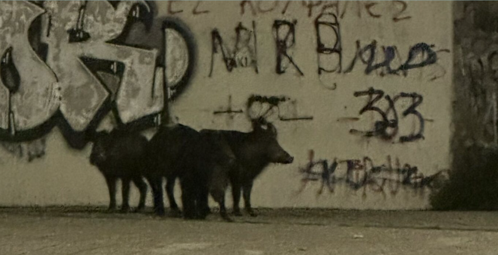 Αγριογούρουνα εθεάθησαν σε πεζοδρόμιο περιοχής του Βόλου – Δείτε φωτογραφίες