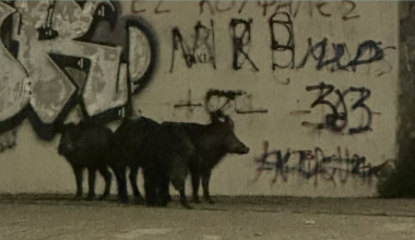 Αγριογούρουνα εθεάθησαν σε πεζοδρόμιο περιοχής του Βόλου – Δείτε φωτογραφίες