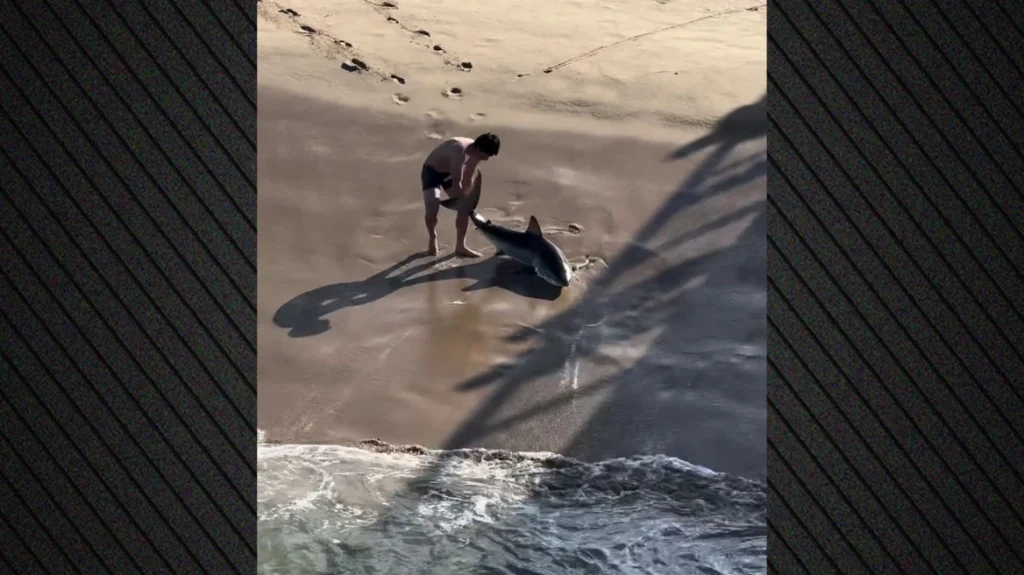 Καλιφόρνια: Απεγκλώβισε λευκό καρχαρία που πιάστηκε στην πετονιά του – Τον πέταξε με τα χέρια στο νερό (βίντεο)