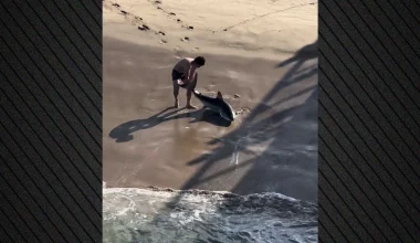 Καλιφόρνια: Απεγκλώβισε λευκό καρχαρία που πιάστηκε στην πετονιά του – Τον πέταξε με τα χέρια στο νερό (βίντεο)