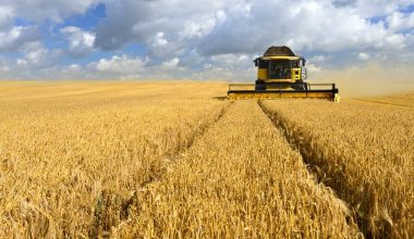 Μέχρι το 1981 η Ελλάδα είχε αυτάρκεια στην παραγωγή σιταριού με εκατομμύρια τόνους – Τώρα αναζητεί εισαγωγές