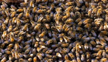 Απίστευτο περιστατικό στην Αριζόνα: Ξεκολλήθηκε μέρος από το πρόσωπο άνδρα μετά από τσιμπήματα 100 μελισσών!